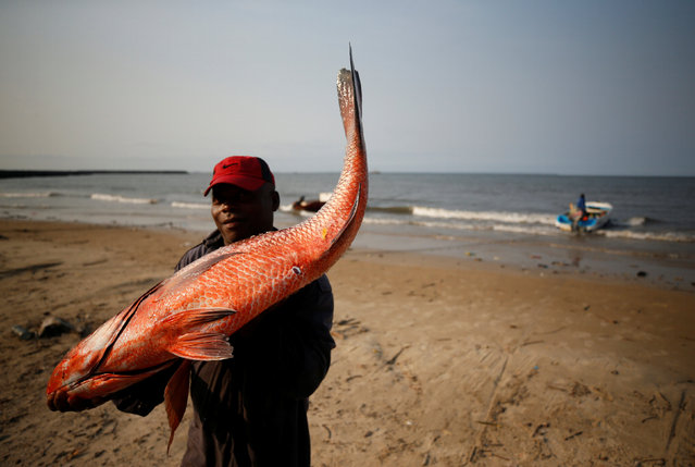 A fisherman carries his catch to sell on the beach in Libreville, Gabon, February 3, 2017. (Photo by Mike Hutchings/Reuters)