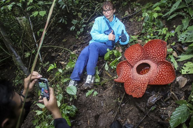 A woman poses for a photo with the Rafflesia Arnoldii flower at Palupuah Forest, Agam District, West Sumatra, Indonesia on September 16, 2024. Palupuh forest is located at an altitude of 975 meters above sea level, with temperatures reaching 18-20 degrees Celsius. According to The West Sumatera Nature Conservation Agency (BKSDA), in the province of West Sumatra there are 36 points where this endangered flower grows. (Photo by Adi Prima/Anadolu via Getty Images)