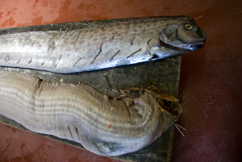 Unusual Animals: Regalecus Glesne