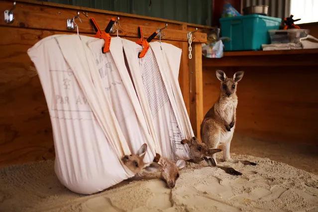 Fire-impacted, orphaned pouch-rescued Eastern Grey Kangaroo joeys are seen at the property of WIRES Carers Kevin and Lorita Clapson in East Lynne, South of Sydney, Australia, 14 January 2020 (Issued 16 January 2020). (Photo by Steven Saphore/EPA/EFE)