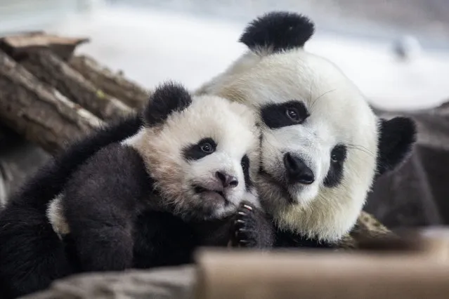 One of five-month-old twin panda cubs Meng Yuan (Paule), male, is seen next to his mom Meng Meng during a media opportunity at Zoo Berlin on January 29, 2020 in Berlin, Germany. The twin cubs, nicknamed Pit (Meng Xiang) and Paule, will go on display for the public starting tomorrow. They were born last August and are the first pandas to have been born in Germany. Meng Meng and her partner Jiao Qing are on loan to the zoo from China and have been living there in a €10-million enclosure since the summer of 2017. In the wild, pandas typically raise just one child at a time, so zoo workers have been cycling the babies‘ time with their mother. The twins spent the first few weeks in an incubator lent to the zoo by the Berlin Charite hospital. There are thought to be fewer than 2,000 pandas in the wild. (Photo by Maja Hitij/Getty Images)