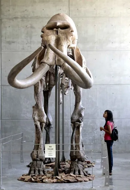 A girl watches well preserved skeleton of a mammoth (Mammutus columbi) who lived in america over a million years ago exhibited at the museum of the National Institute of Anthropology and History of Acapulco “Fuerte de San Diego”, on July 16, 2014 in Acapulco, Mexico. The fossilized bone structure of the mammoth was found in archaeological excavations carried out at the beginning of 1990 in the State of Mexico. (Photo by Pedro Pardo/AFP Photo)