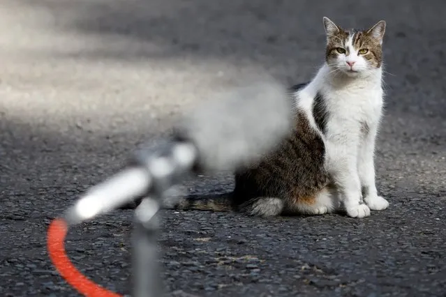 Larry the cat sits at Downing Street, in London, Britain on June 21, 2022. (Photo by John Sibley/Reuters)