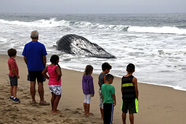 People observe a dead humpback whale washed ashore at Dockweiler Beach in Los Angeles on Friday, July 1, 2016. The whale floated in Thursday evening. It is approximately 40 feet long and is believed to have been between 10 to 30 years old. Marine animal authorities will try to determine why the animal died. (Photo by Nick Ut/AP Photo)