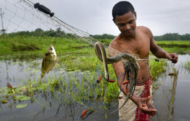 A local fisherman removes a snake from his fishing net in Biswanath Chariali district of Assam state, India, 18 August 2015. During monsoon season, villagers put their fishing nets in shallow running waters to catch migrating fish which also attract snakes. (Photo by EPA/Stringer)
