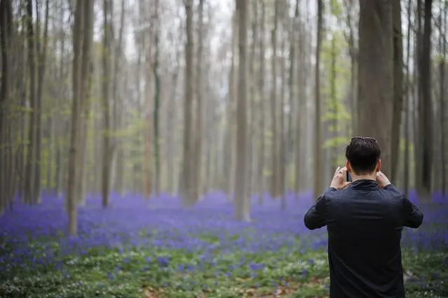 The famed bluebells are in bloom again in the Hallerbos forest south of Brussel, Belgium, on Tuesday, April 19, 2022. For the first time since the pandemic struck over two years ago, the woods featuring violet blue carpets of wild Hyacinths are packed with tourists again. (Photo by Olivier Matthys/AP Photo)