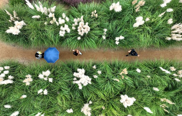 On the 6th October 2024, tourists visiting Cheongsan Arboretum in Taean-gun, Chungcheongnam-doon, South Korea are walking among pampas grass, also known as Western silver grass. (Photo by Shin Hyeon-jong)