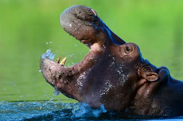 A hippo is seen at the Hacienda Napoles theme park, once the private zoo of drug kingpin Pablo Escobar at his Napoles ranch, in Doradal, Antioquia department, Colombia on June 22, 2016. More than twenty years after drug lord Pablo Escobar died in a gunfight with police, a strange legacy survives him: his pet hippos. Escobar bought four hippos from a zoo in California and flew them to his ranch in the early 1980s. Left to themselves on his Napoles Estate, they bred to become supposedly the biggest wild hippo herd outside Africa – a local curiosity and a hazard. Estimates put them at about 35 in the area nowadays. (Photo by Raul Arboleda/AFP Photo)