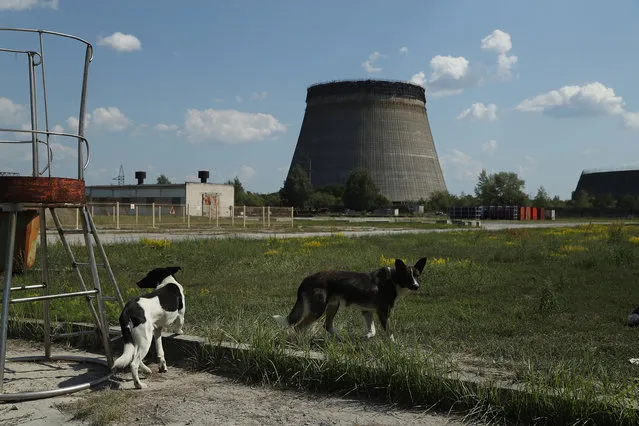 Stray dogs hang out near an abandoned, partially-completed cooling tower at the Chernobyl nuclear power plant on August 18, 2017 near Chornobyl, Ukraine. (Photo by Sean Gallup/Getty Images)