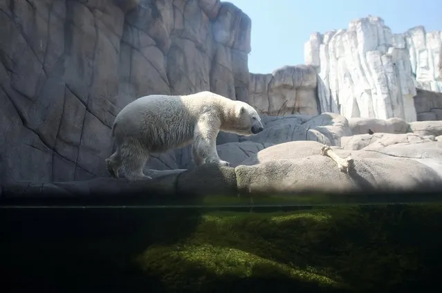 A polar bear stands by water, at the Hagenbeck Zoo, in Hamburg, Germany, July 19, 2022. (Photo by Cathrin Mueller/Reuters)