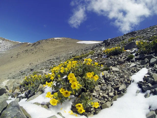 One of the highest-living buttercups in the world, this species is a scree-slope specialist which can only live at altitudes upwards of 1,500m. Specific to a few regions of the South Island, they bloom in the summer months. (Photo by BBC Pictures/The Guardian)