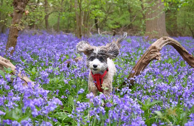 Cookie the cockapoo enjoys the bluebells near Peterborough, Cambridgeshire in April 2022. (Photo by Paul Marriott Photography/The Times)
