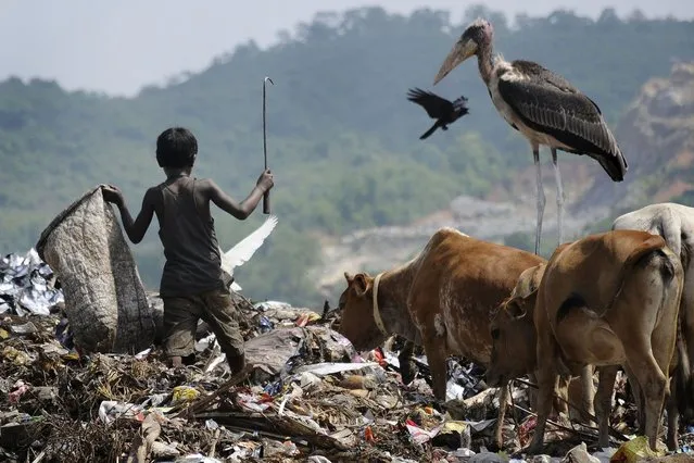 Greater adjutant storks look on as a young Indian rag picker stand in a garbage landfill at Boragoan in Guwahati on November 21, 2012. (Photo by Biju Boro/AFP Photo)