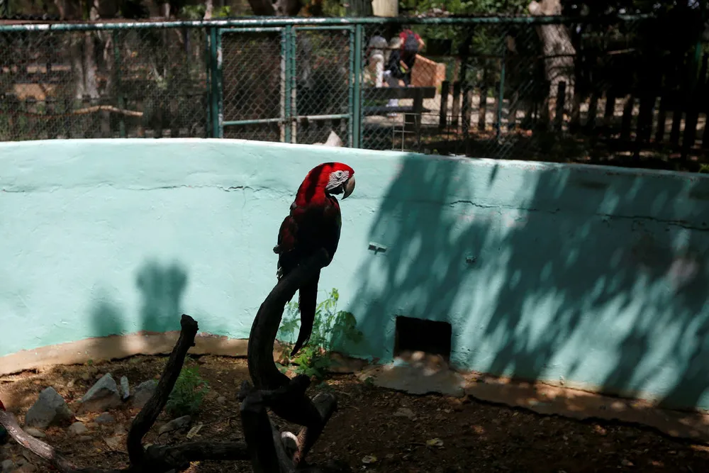 Venezuela's Hungry Zoo Animals