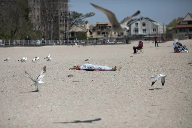 A woman sleeps on Brighton Beach in the Brooklyn borough of New York as seagulls flutter around her, on Saturday, April 25, 2020. With the weather warming up, more people wearing personal protective equipment are venturing out to the parks and streets, though most are still respecting the social distancing guidelines for the COVID-19 coronavirus. (Photo by Wong Maye-E/AP Photo)