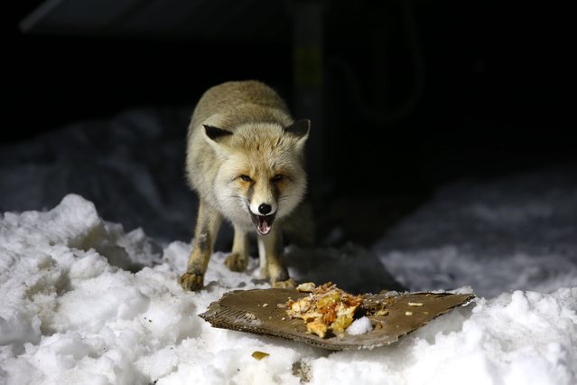 Security guards working at the solar power plant feed the fox named “Boncuk” with their hands as they become friends in Solhan district of Bingol, Turkiye on January 9, 2025. (Photo by Ridvan Korkulutas/Anadolu via Getty Images)