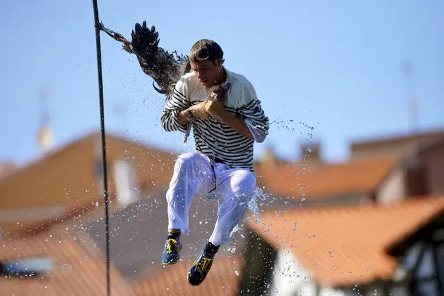 A man attempts to pull the neck off a dead goose while being repeatedly being plunged into the water during Antzar Eguna (Day Of The Goose) in the Basque fishing town of Lekeitio, near Bilbao, northern Spain, September 6, 2015. (Photo by Vincent West/Reuters)
