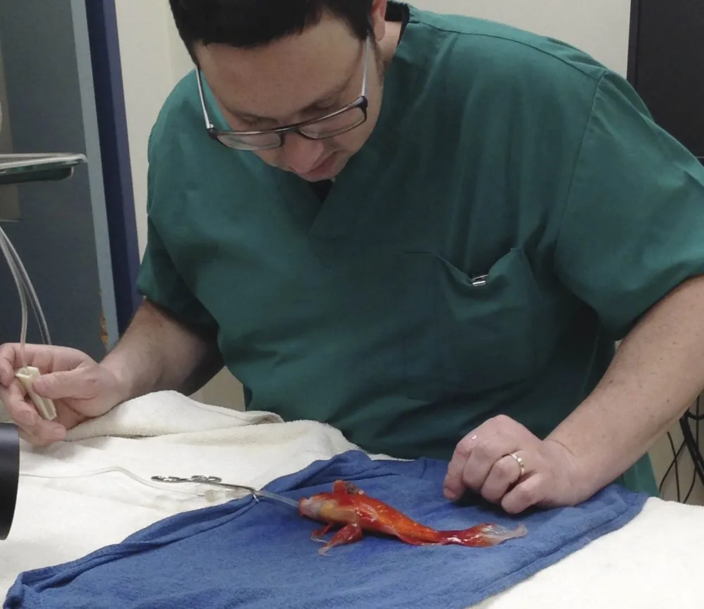 Goldfish Recovering after High-Risk Surgery