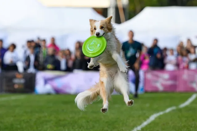 A dog goes for a Frisbee during the most anticipated and prestigious Dogfrisbee event – World Finals 2022 in Poznan, Poland, 16 September 2022. (Photo by Jakub Kaczmarczyk/EPA/EFE)