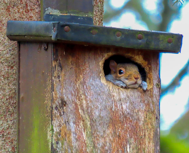 Picture dated February 7th, 2025 shows a squirrel that has made it home in a woodpeckers box in King's Lynn, Norfolk, UK. (Photo by Julie Smart/Bav Media)