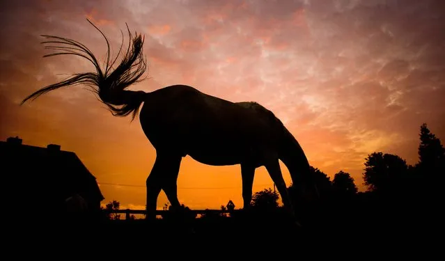 A horse grazes on a meadow near Hannover, Germany, on September 16, 2014. (Photo by Julian Stratenschulte/AP Photo)