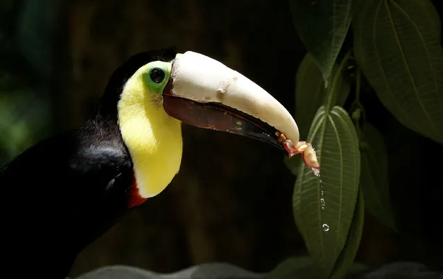 Grecia the toucan, which lost most of his upper beak in an attack, eat with his new 3D-printed beak at Zoo Ave animal sanctuary in Alajuela, Costa Rica August 10, 2016. (Photo by Juan Carlos Ulate/Reuters)