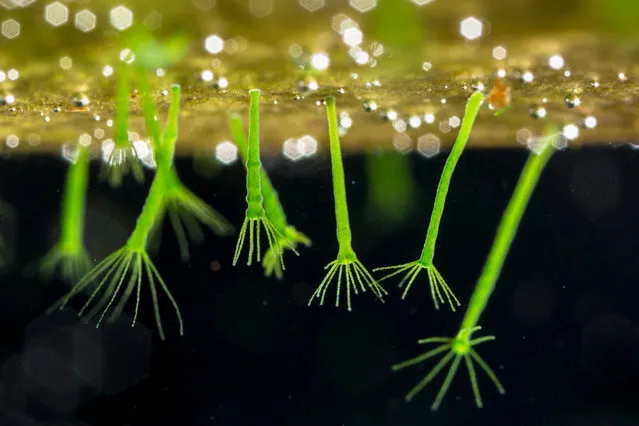 Alex Hyde, Hidden Britain category winner: Green Hydras, Derbyshire. “The diversity of life in my small garden pond never ceases to amaze me, but many of the most fascinating subjects require high magnification to be appreciated. Measuring only a few millimetres in length, these green hydras were dangling from the underside of a lily pad. They capture prey with stinging tentacles and when disturbed they quickly retract into a small, compact green blob that is easily overlooked”. (Photo by Alex Hyde/British Wildlife Photography Awards 2017)
