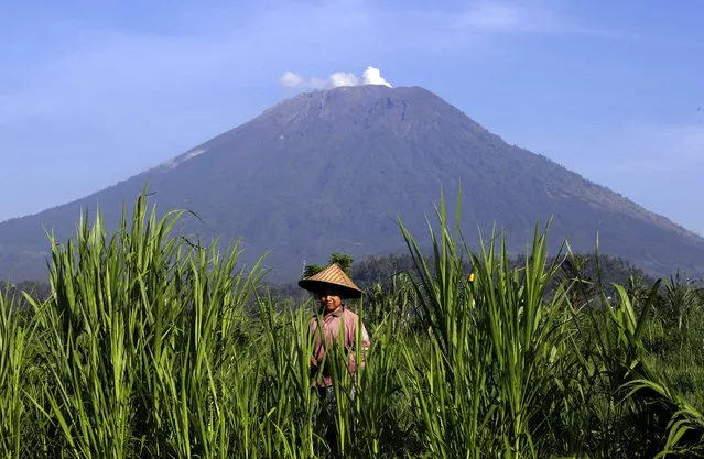 A farmer works on a filed with Mount Agung volcano in the background in Karangasem, Bali island, Indonesia, Wednesday, October 25, 2017. It has been a month since authorities raised the volcano's alert status to the highest level after a sudden increase in tremors. It last erupted in 1963, killing more than 1,000 people. (Photo by Firdia Lisnawati/AP Photo)