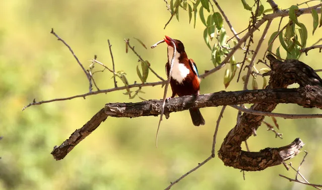 White-throated kingfisher (Halcyon smyrnensis) bird eats snake in a field near the West Bank city of Nablus, 27 November 2017. (Photo by Alaa Badarneh/EPA/EFE)