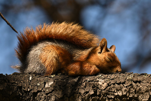 A squirrel sleeps on a branch of a tree during daily life at Botanik Park in Ankara, Turkiye on March 188, 2025. (Photo by Muhammed Abdullah Kurtar/Anadolu via Getty Images)