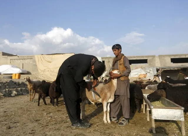 Afghan boys cut the fleece from a sheep at a livestock market ahead of the Eid al-Adha  in Kabul September 22, 2015. (Photo by Omar Sobhani/Reuters)