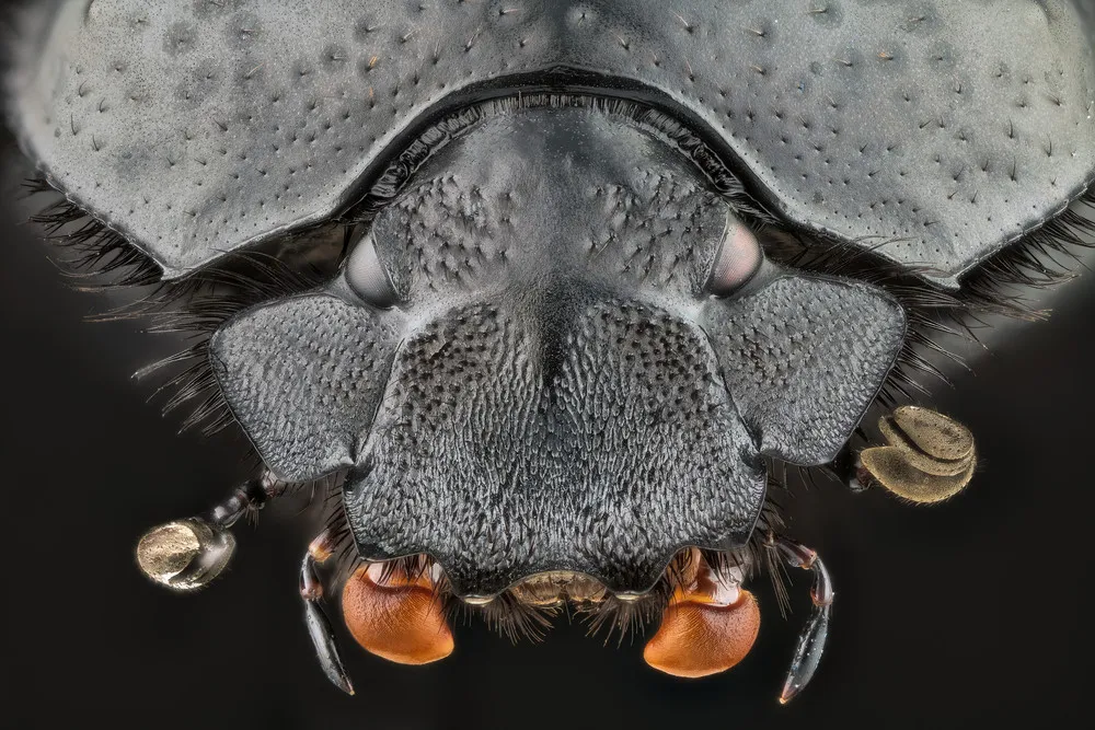 Photographers: Andrea Hallgass. Insects Close-Up in High Resolution