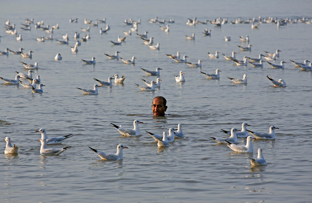 A man swims in the waters of the Arabian Sea amidst a flock of seagulls in Mumbai, December 12, 2017. (Photo by Shailesh Andrade/Reuters)