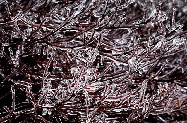 Ice coats branches during a freezing rain storm in Tuxedo Park, N.Y. on Tuesday, January 18, 2011. (Photo by Denis Paquin/Associated Press)