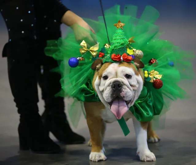 A festively dressed British bulldog during December Fest in St Petersburg, Russia on December 23, 2017. (Photo by Peter Kovalev/TASS/Barcroft Images)