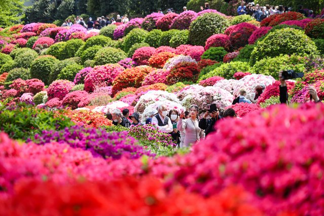 Visitors enjoy fully bloomed azalea at Nezu Jinja Shrine on April 17, 2025 in Tokyo, Japan. (Photo by The Asahi Shimbun via Getty Images)