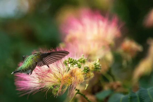 A hummingbird feeds on the nectar from a Mimosa tree in Saugus, Massachusetts on July 30, 2020. (Photo by Joseph Prezioso/ZUMA Wire/Rex Features/Shutterstock)