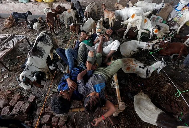 Traders sleep on a coat amid the goats at a livestock market ahead of the Eid al-Adha festival in Kolkata, India, September 8, 2016. (Photo by Rupak De Chowdhuri/Reuters)