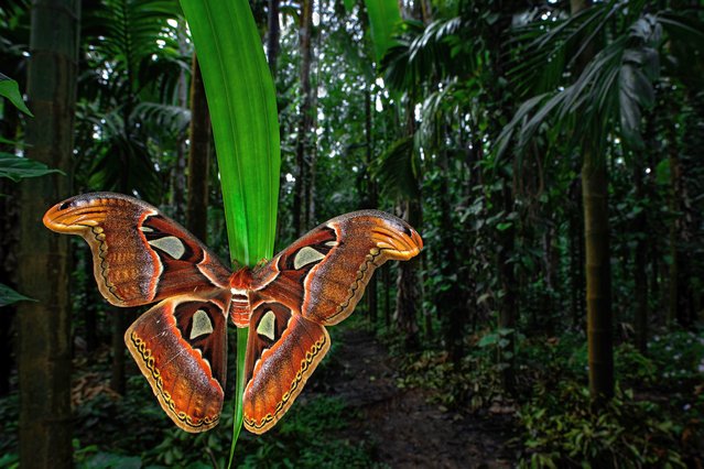 A huge atlas moth, with a wingspan of more than 9in, photographed on an areca nut plantation in Sirsi, India. (Photo by Uday Hegde/Close Up Photographer of the Year)