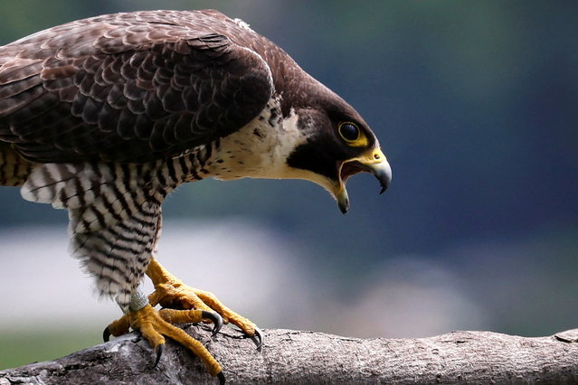 A peregrine falcon calls out as it perches on a branch above the Palisades Cliffs in Alpine, New Jersey, U.S. May 25, 2022. (Photo by Mike Segar/Reuters)