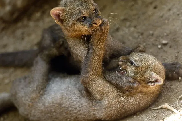 Two jaguarundi (Puma yagouaroundi) cubs play at the National Zoo of El Salvador in San Salvador, on October 9, 2015. Three-month cubs were recovered by the National Civil Police when hunters killed a puppy and the mother. (Photo by Marvin Recinos/AFP Photo)