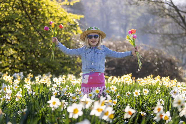 Holly, six, plays among the daffodils in Temple Newsam park in Leeds, UK on April 7, 2025. (Photo by Andrew McCaren/London News Pictures)