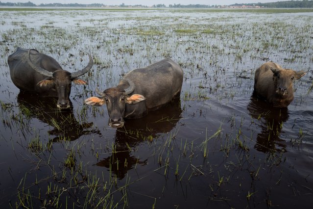 This photo taken on June 11, 2025 shows water buffaloes grazing on aquatic plants in the seasonally dry peat swamp in Bangsal, South Sumatra. Indonesia has more tropical peatland than any country, but it is also quickly losing this poorly understood ecosystem. That affects local residents and wildlife but also has global impacts, because converted peatland can release vast quantities of planet-warming carbon dioxide. (Photo by AFP Photo/Stringer)