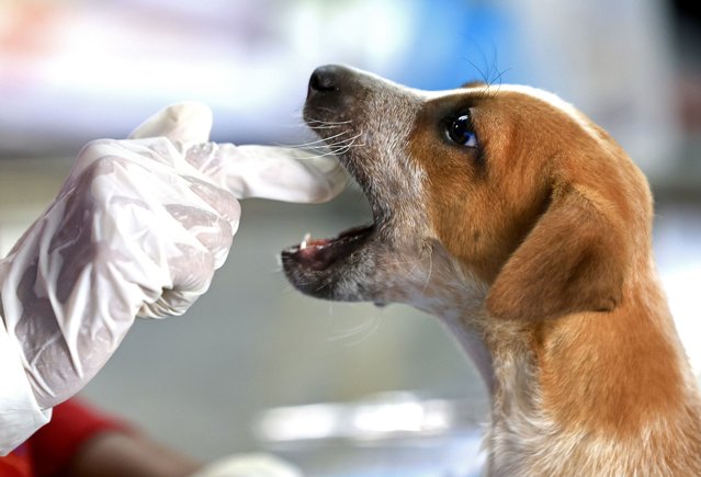 A stray dog receives care at the Sarvoham Animal Foundation, a care center for stray dogs and street animals in Bangalore, India, 26 August 2025. India's Supreme Court ruled that stray dogs should be released after being vaccinated and sterilized, except in the cases of agression and rabies. The feeding of stray dogs in public spaces is banned and ordered dedicated areas are to be set up for this purpose. International Dog Day is observed on 26 August worldwide to raise public awareness about all dogs needs and rights. (Photo by Jagadeesh N.V./EPA)