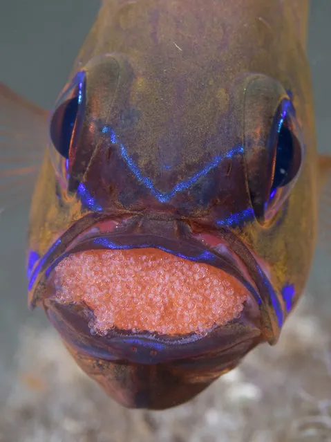 A male ringtailed cardinalfish mouth brooding the fertilized eggs of his mate. Often referred to as Mr. Moms, male cardinalfishes take on the job of guarding the eggs by holding them in their mouth for the one-to-two weeks long period until the eggs hatch. (Photo by Marty Snyderman/Caters News Agency)