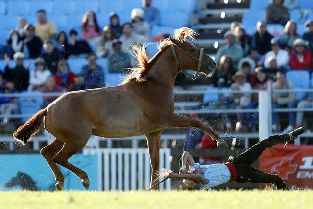 A gaucho is unseated by an untamed horse during the Creole week celebrations in Montevideo, Uruguay on March 27, 2018. (Photo by Andres Stapff/Reuters)