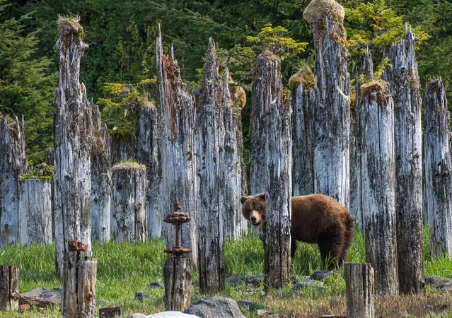 A brown bear sits among pilings at Taku Harbor, Alaska. (Photo by Rocky Grimes/Alamy Stock Photo)