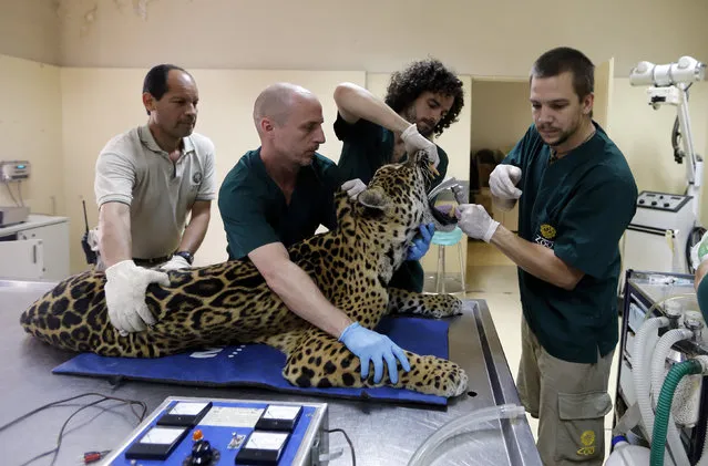 Veterinarians prepare Tango, an 11-year-old male jaguar, for a full medical examination at the Buenos Aires Zoo October 27, 2014. (Photo by Enrique Marcarian/Reuters)