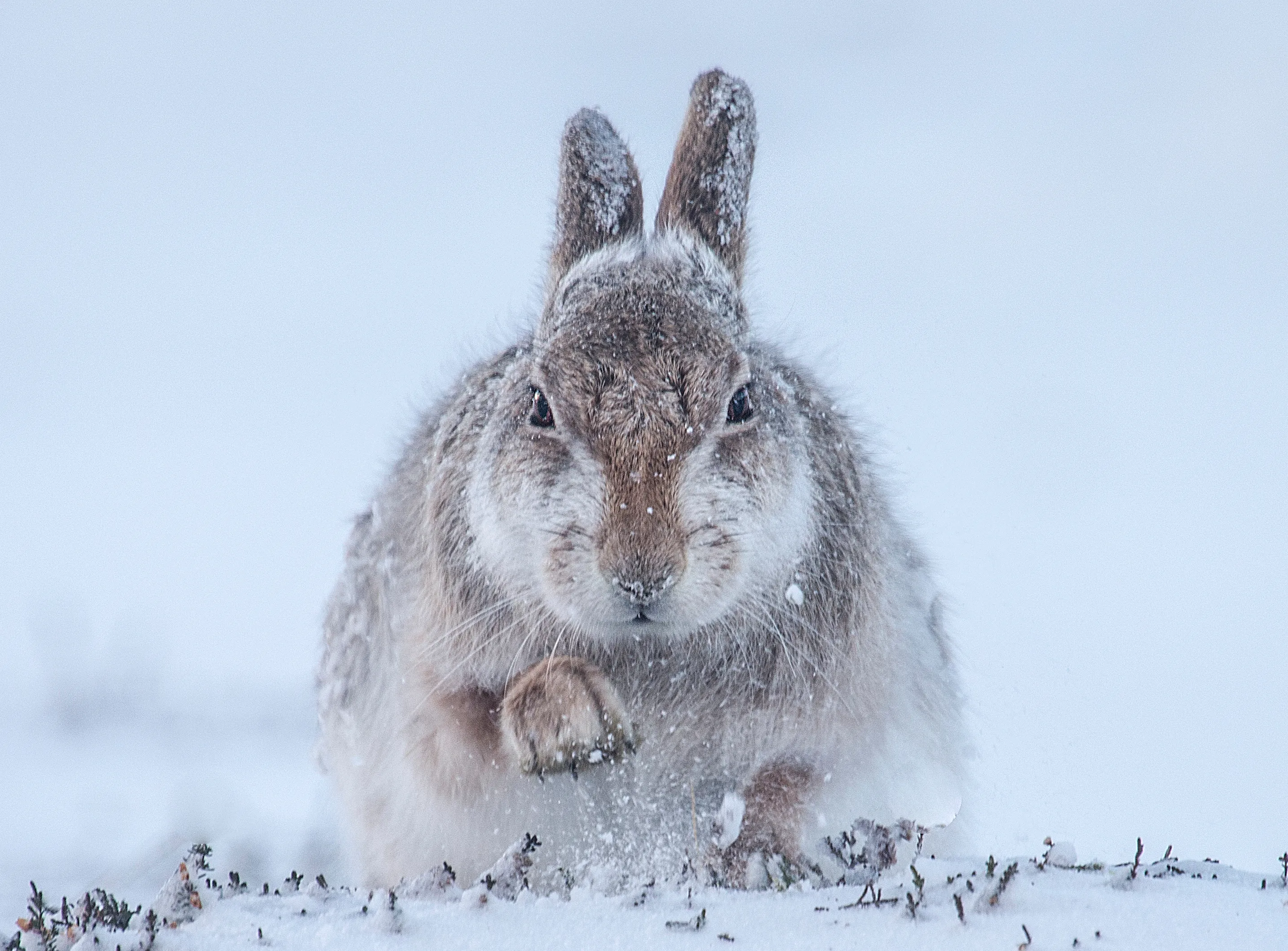 Заяц в сугробе. Заяц Беляк. Зайчик зимой. Заяц на снегу. Дикий заяц.