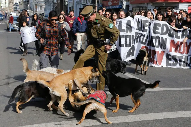 A police officer tries to separate stray dogs during a rally demanding an end to sexism and gender violence in education in Valparaiso, Chile on May 16, 2018. (Photo by Rodrigo Garrido/Reuters)